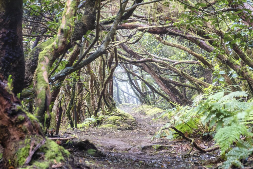 Der Zauberwald im Anagagebirge